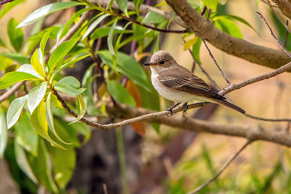 Spotted Flycatcher - Muscicapa striata, Mallorca