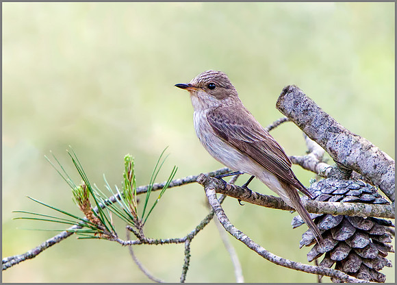 Spotted Flycatcher (Muscicapa striata), Mallorca, May 2016