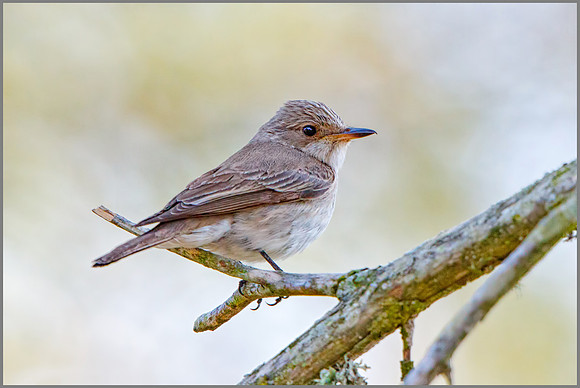 Balearic Spotted Flycatcher (Muscicapa striata balearica), Mallorca, May 2016
