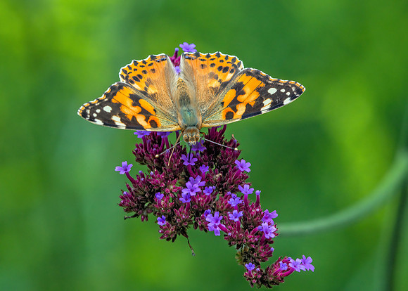 Painted Lady - Vanessa atalanta, Worcestershire, August 2019