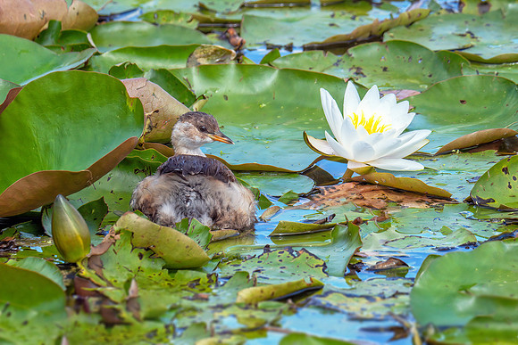 Little Grebe - Tachybaptus ruficollis, Worcestershire, August 2019