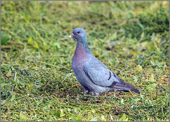 Stock Dove (Columba oenas), Upton Warren NR, September 2015