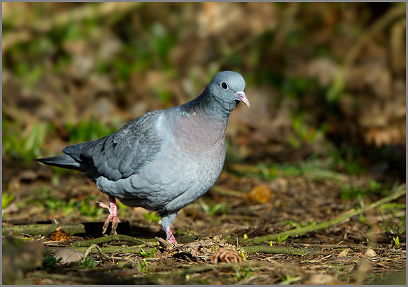 Stock Dove (Columba oenas), Warwickshire, February 2014