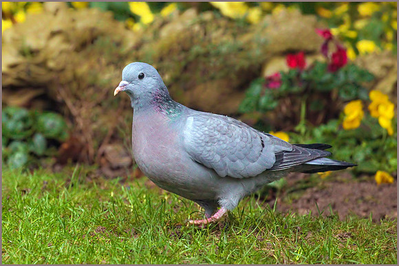 Stock Dove (Columba oenas), Garden, January 2017