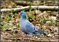 Stock Dove