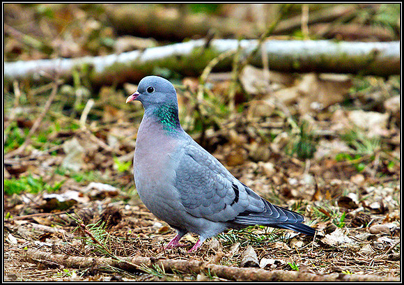 Stock Dove, Hillers, February 2011