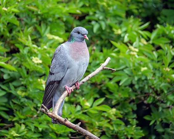 Stock Dove - Columba oenas, garden, May 2020
