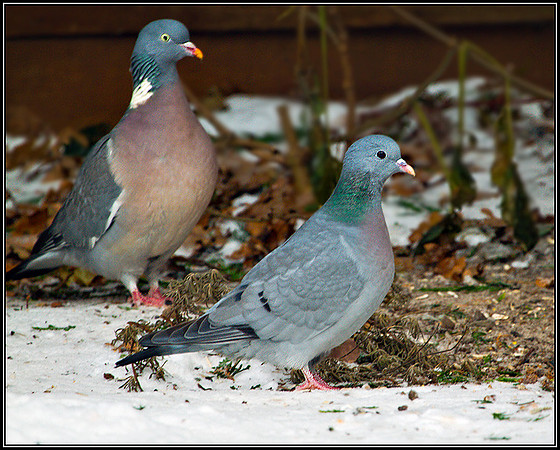 Stock Dove, Garden, December 2010