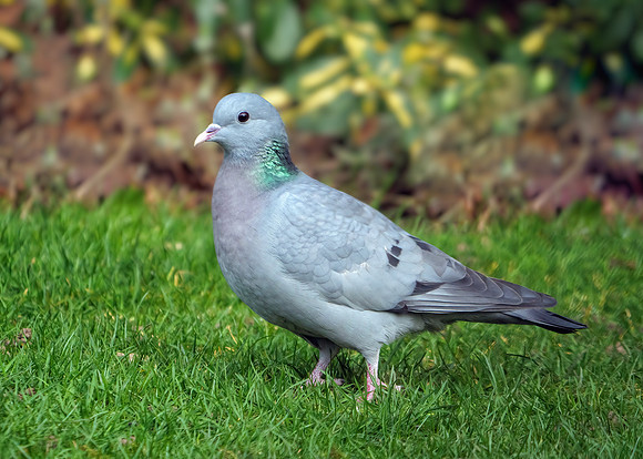 Stock Dove - Columba oenas, Garden, March 2021