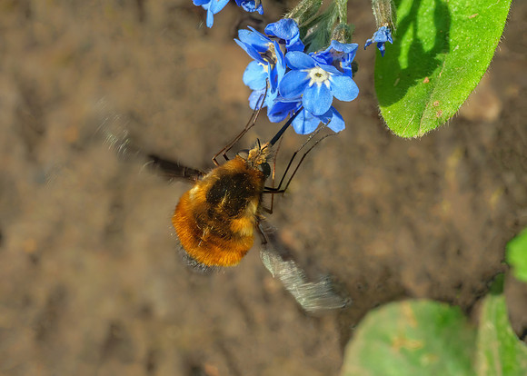 Dark-edged Bee-fly - Bombylius major, Garden, March 2020