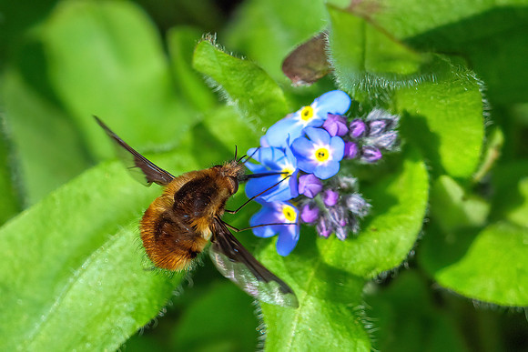 Dark-edged Bee-fly - Bombylius major Bombyliidae Garden, March 2021