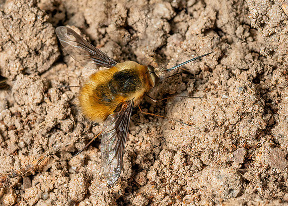 Dark-edged Bee-fly - Bombylius major, Garden, April 2020