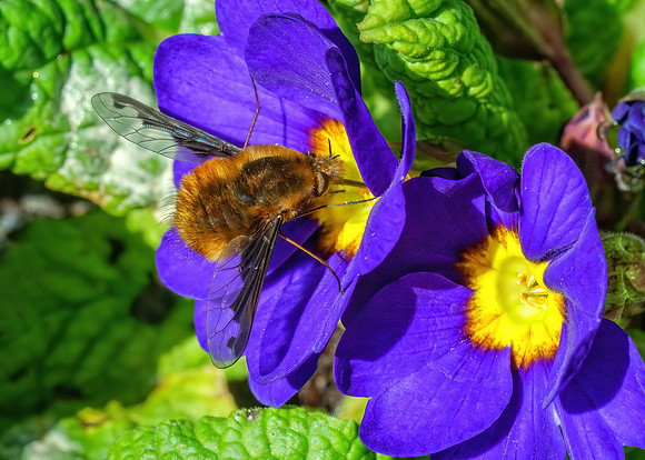 Dark-edged Bee-fly - Bombylius major, Garden, March 2020
