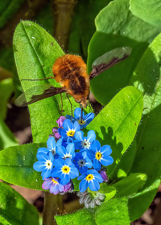 Dark-edged Bee-fly - Bombylius major, Garden, March 2020