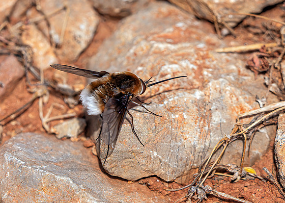 Bee-Fly - Bombylius cruciatus, Algarve, Portugal, May 2019