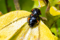 Pine Ladybirds - Exochomus 4-pustulatus, Garden, April 2020
