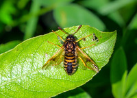 Orange-horned Scabious Sawfly - Abia sericea, Worcestershire, June 2021