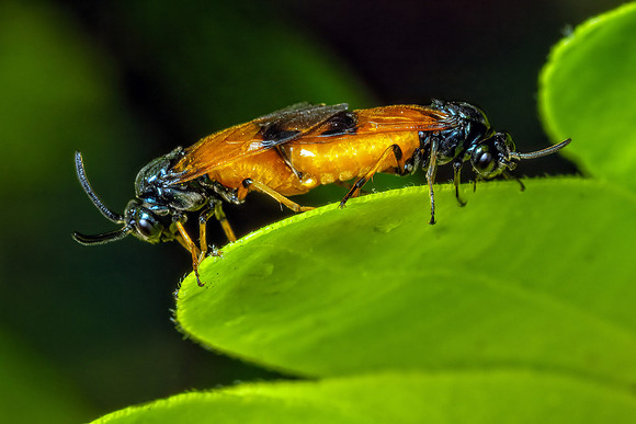 Bramble Sawflies - Arge cyanocrocea, Garden, May 2020