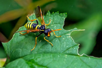 Figwort Sawfly - Tenthredo scrophulariae, Worcestershire, August 2021