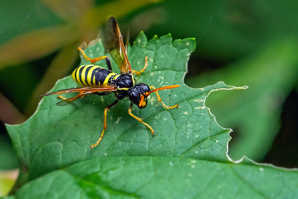 Figwort Sawfly - Tenthredo scrophulariae, Worcestershire, August 2021