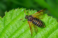 Dusky-horned Scabious Sawfly - Abia candens, Worcestershire, July 2021