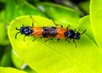 Bramble Sawflies - Arge cyanocrocea, Garden, May 2020