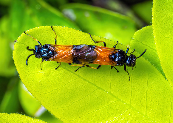 Bramble Sawflies - Arge cyanocrocea, Garden, May 2020