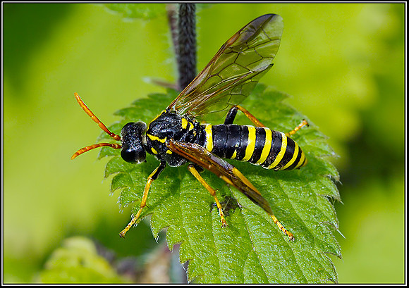 Figwort Sawfly (Tenthredo scrophulariae), Chaddesley Woods NR, 12 July 2012
