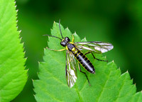 Black-backed Sawfly - Tenthredo mesomela, Worcestershire, June 2021