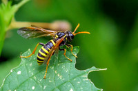 Figwort Sawfly - Tenthredo scrophulariae, Worcestershire, August 2021