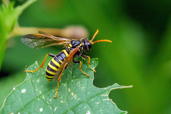 Figwort Sawfly - Tenthredo scrophulariae, Worcestershire, August 2021