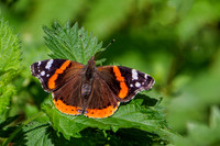 Red Admiral - Vanessa atalanta, Chaddesley Wood, June 2020