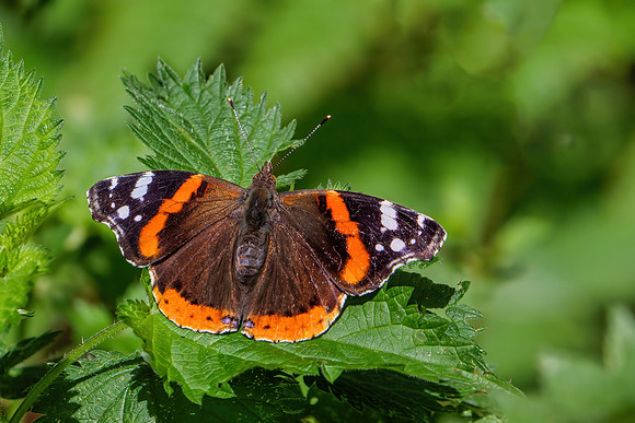 Red Admiral - Vanessa atalanta, Chaddesley Wood, June 2020
