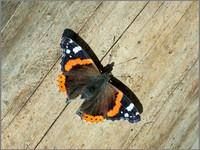 Red Admiral (Vanessa atalanta), Warwickshire, 03 November 2014