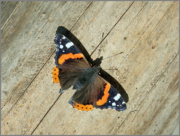 Red Admiral (Vanessa atalanta), Warwickshire, 03 November 2014