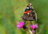 Red Admiral - Vanessa atalanta, Worcestershire, August 2021