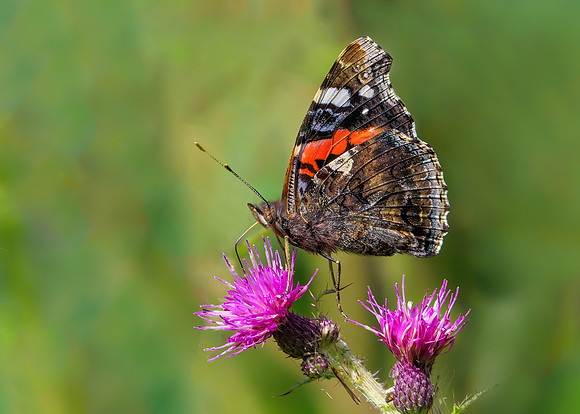 Red Admiral - Vanessa atalanta, Worcestershire, August 2021