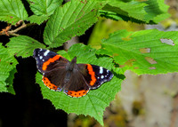 Red Admiral - Vanessa atalanta, Chaddesley Wood, July 2020