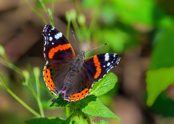 Red Admiral - Vanessa atalanta, Worcestershire, August 2021