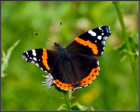 Red Admiral