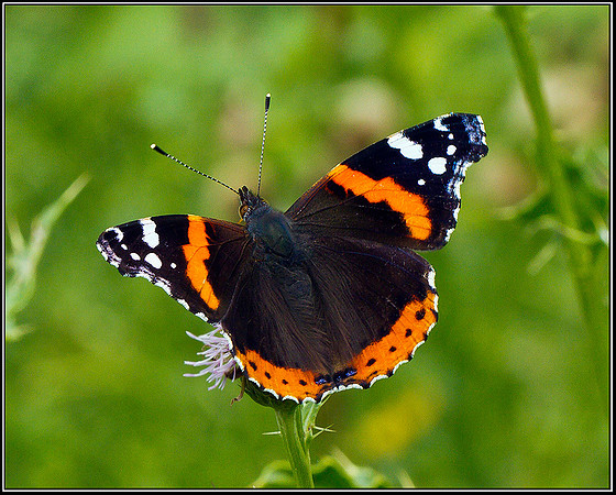 Red Admiral, Upton Warren Moors, 21 July 2011
