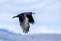 Rook - Corvus frugilegus, Slimbridge WWT, March 2020