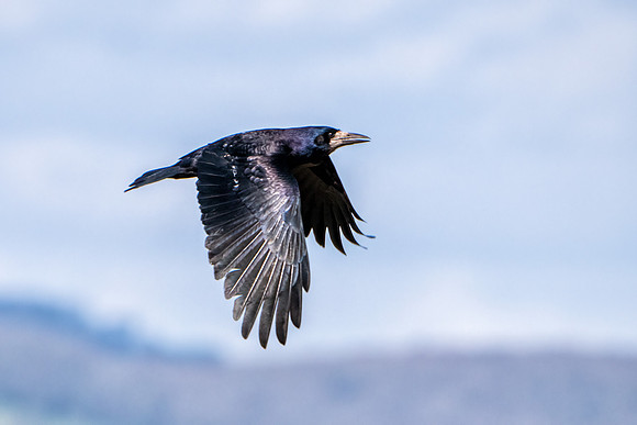 Rook - Corvus frugilegus, Slimbridge WWT, March 2020