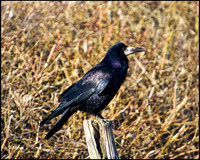 Rook, Gigrin Farm, 09 March 2010