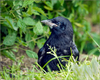 Juvenile Rook (Corvus frugilegus), Bempton, June 2014