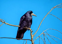 Rook - Corvus frugilegus, Slimbridge WWT, February 2019