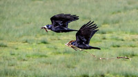 Rooks - Corvus frugilegus, Slimbridge WWT, March 2020