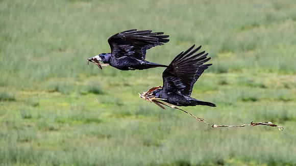 Rooks - Corvus frugilegus, Slimbridge WWT, March 2020