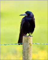 Rook (Corvus frugilegus), Slimbridge, June 2013