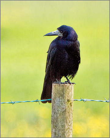 Rook (Corvus frugilegus), Slimbridge, June 2013